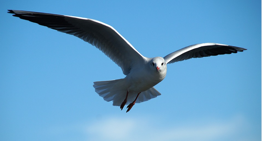 TA真的移民了，悄無聲息！